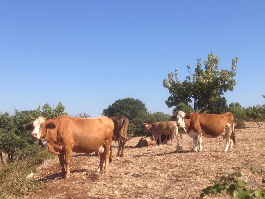 Trullo Picchiagiuda Villa Ostuni Kültér fotó